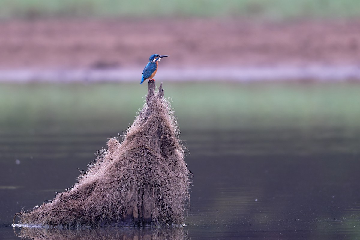 Martin-pêcheur d'Europe - ML646641662
