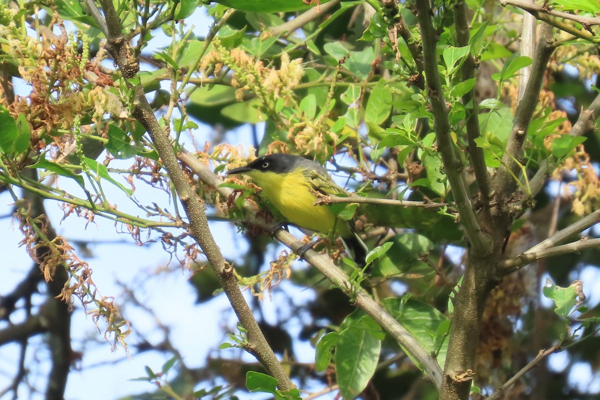 Мухолов-клинодзьоб сірий - ML646641663