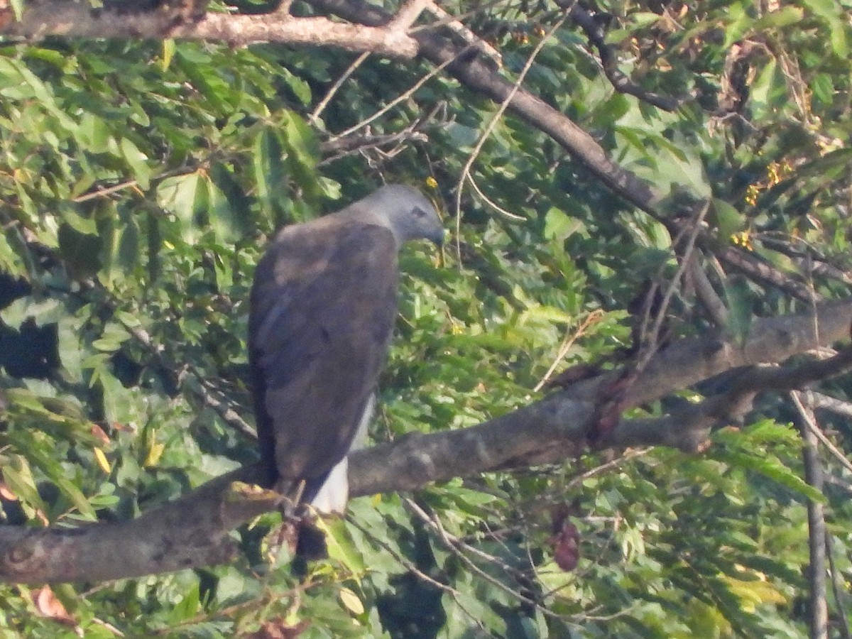 Орлан-рибалка великий - ML646641664