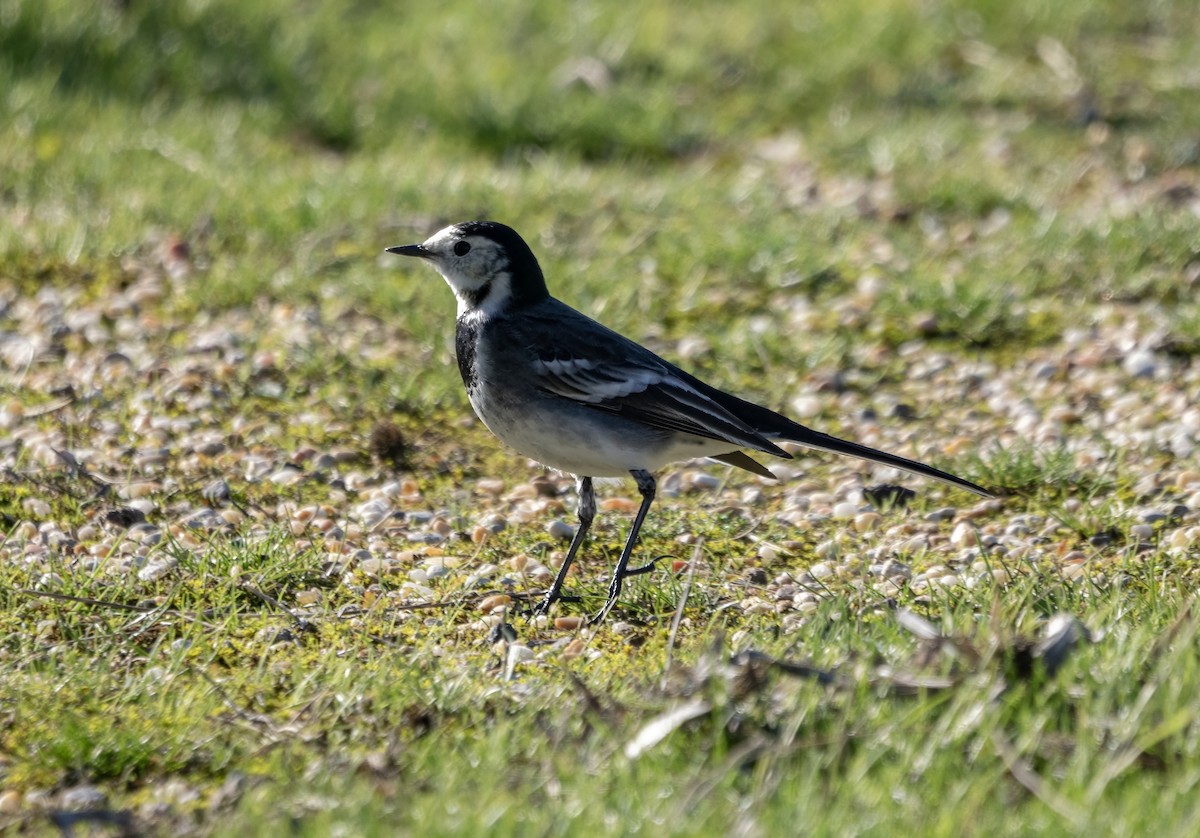 Плиска біла - ML646641665