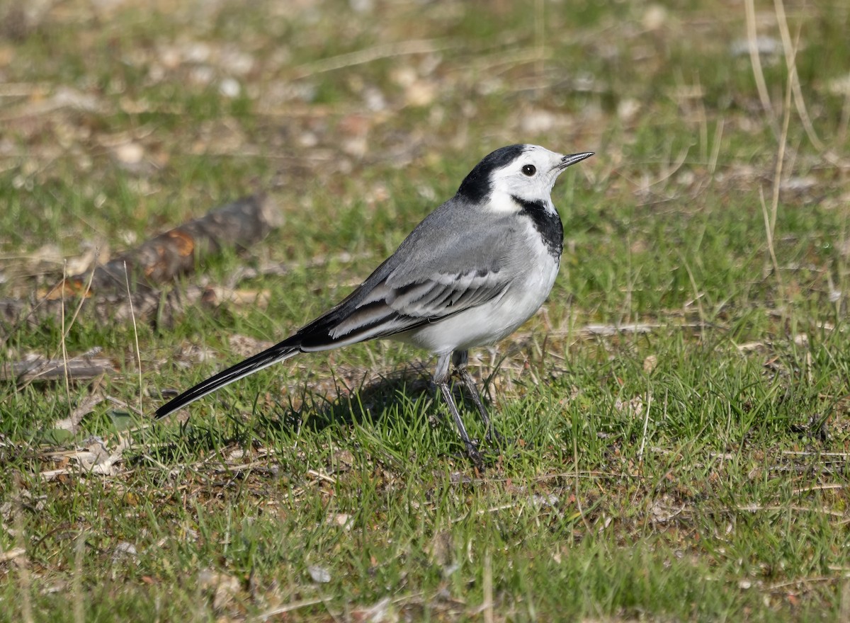 Плиска біла - ML646641666