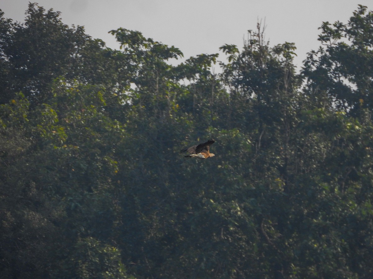 Орлан-рибалка великий - ML646641667