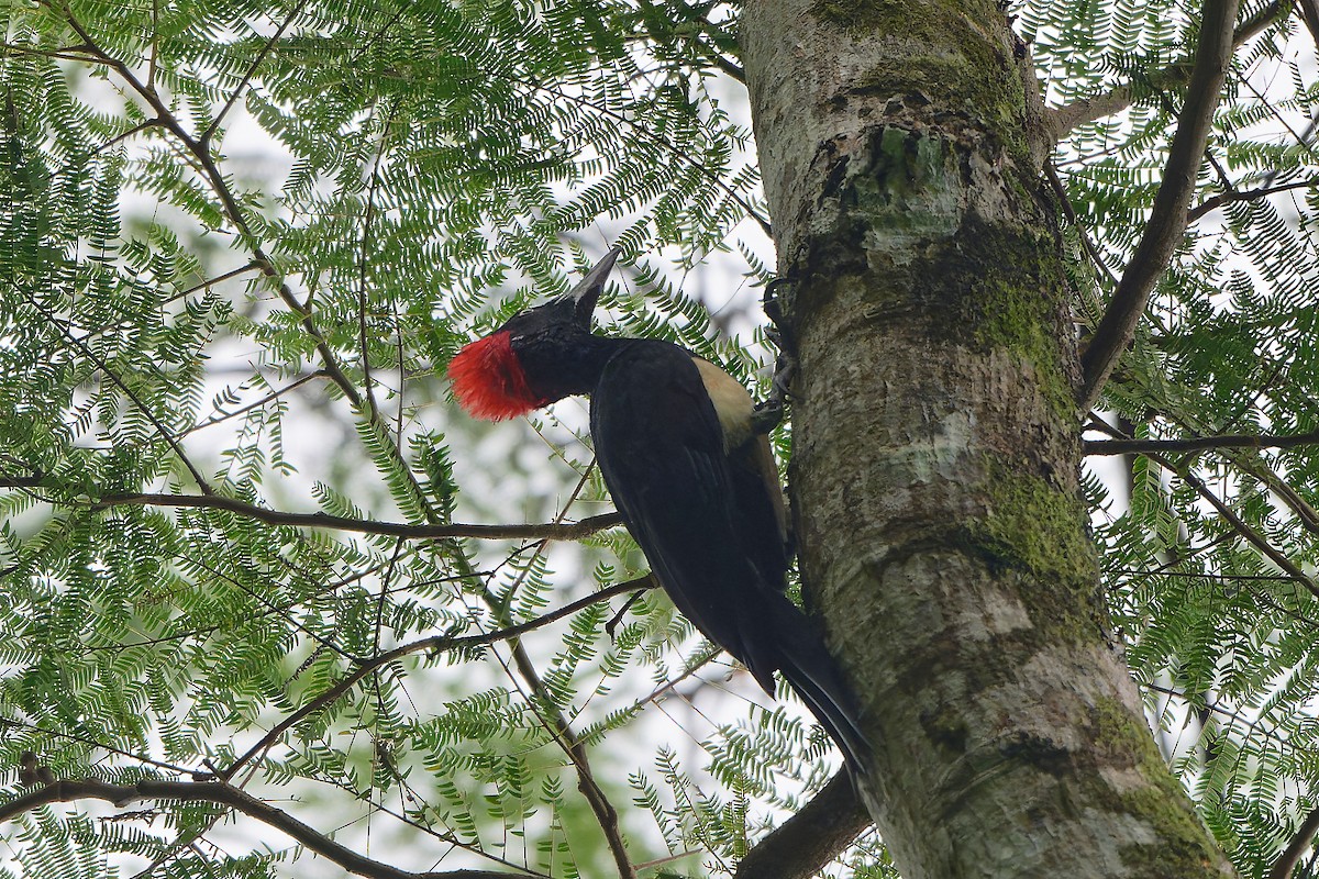 Pic à ventre blanc - ML646641669