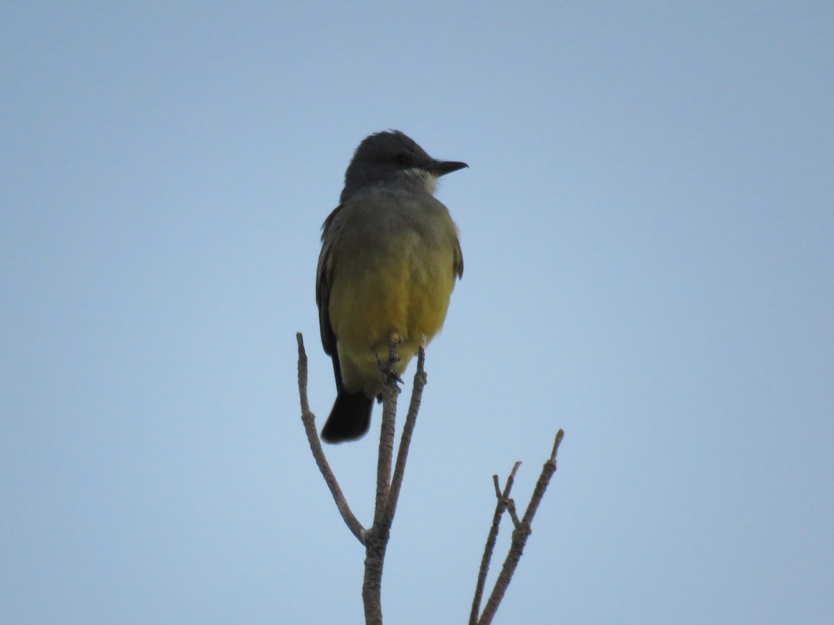 Cassin's Kingbird - ML646641670