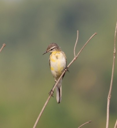 Western Yellow Wagtail - ML646641672