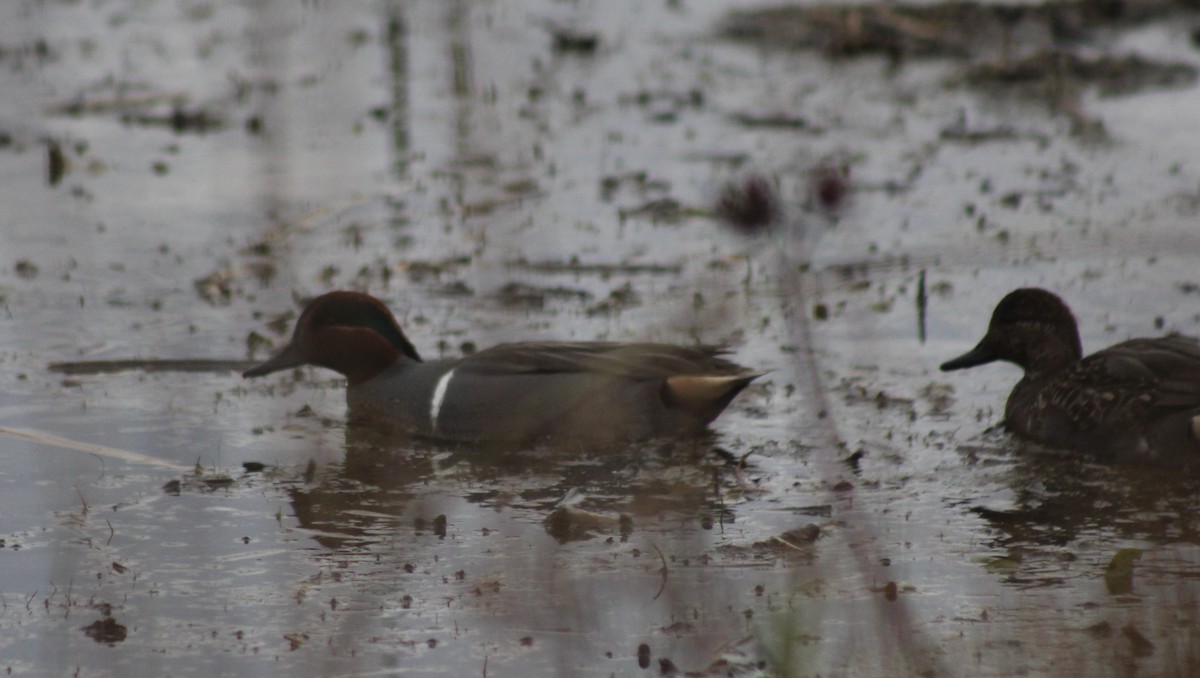 Чирянка мала (підвид carolinensis) - ML646641673
