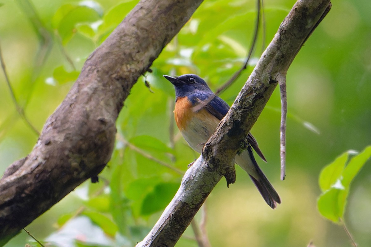 Gobemouche à menton bleu - ML646641675