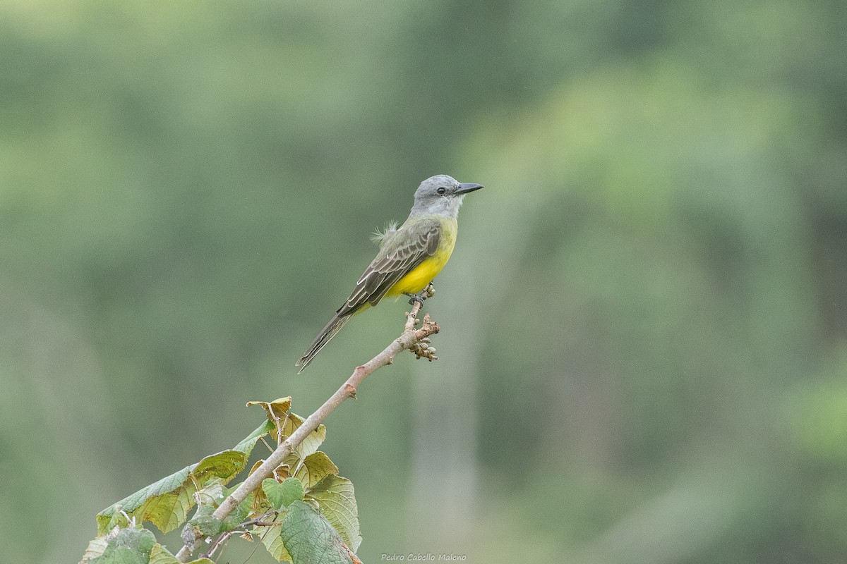 Tropikal Tiran - ML646641678