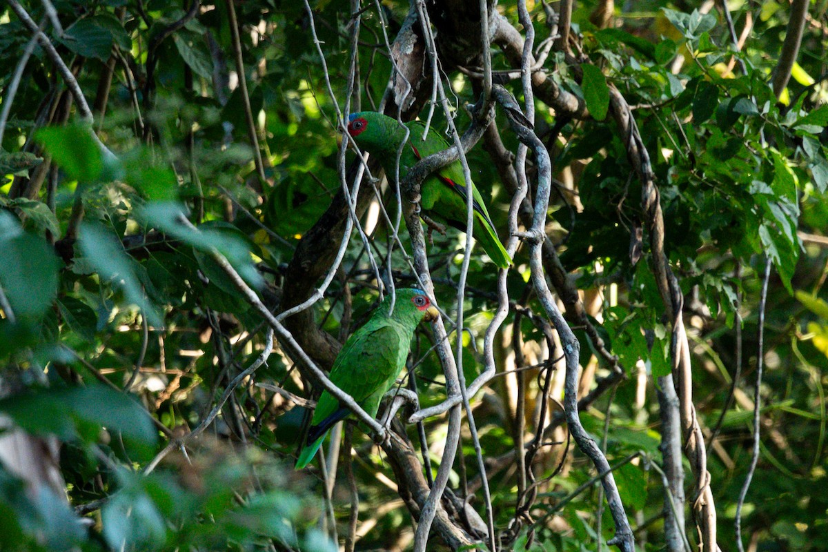 White-fronted Amazon - ML646641680