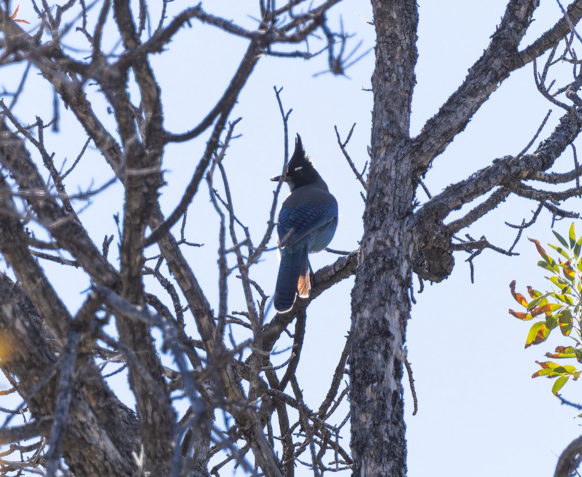Steller's Jay (Southwest Interior) - ML646641684