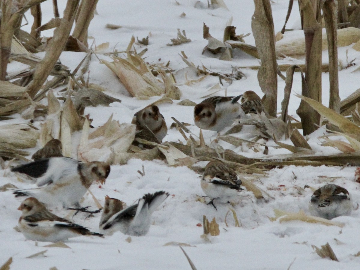 גיבתון שלג - ML646641686
