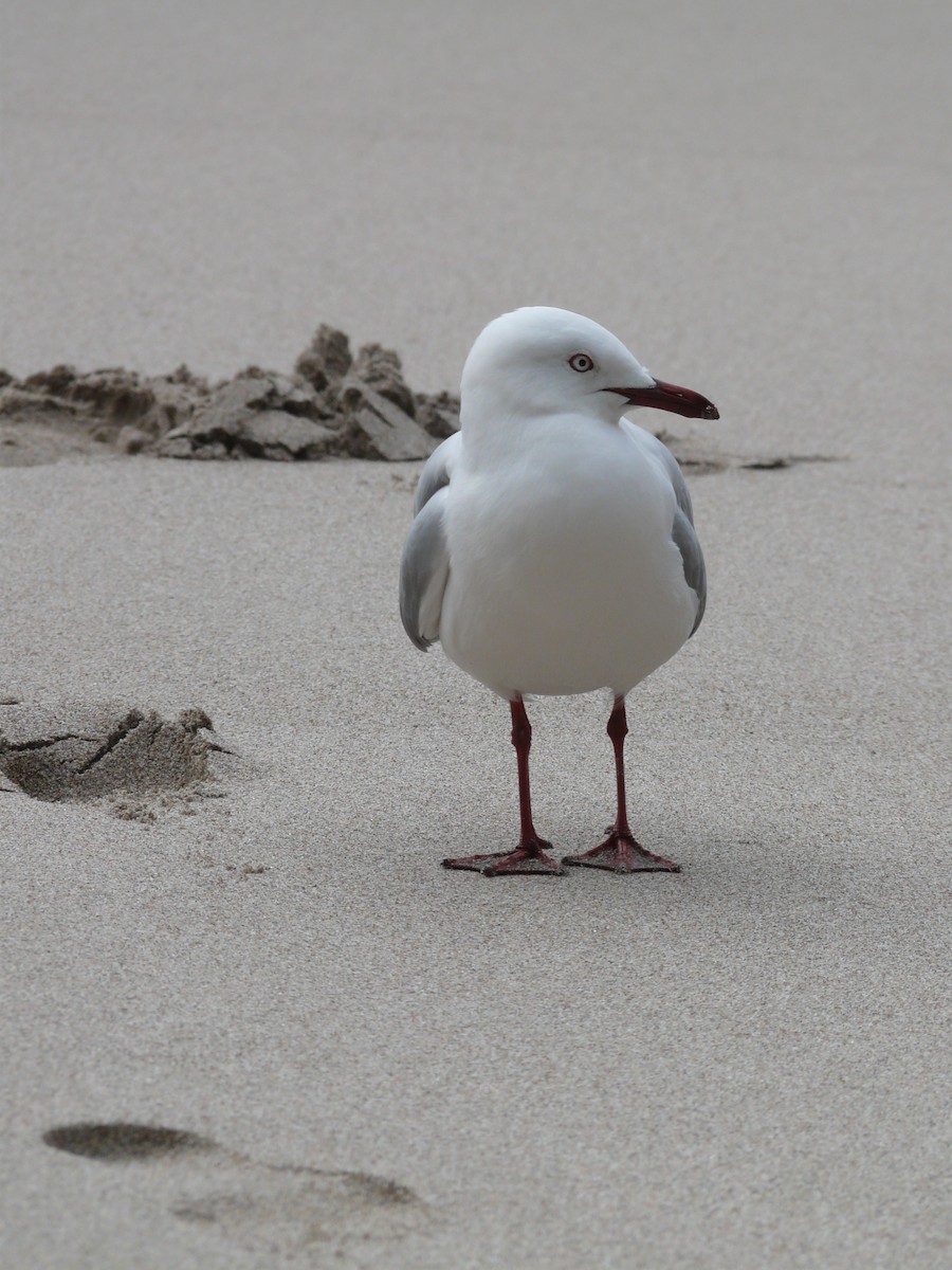 紐澳紅嘴鷗 - ML646641687
