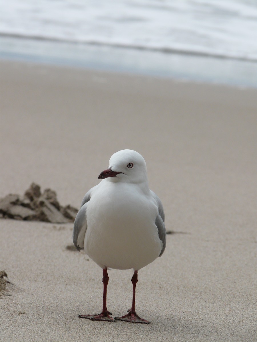 紐澳紅嘴鷗 - ML646641688