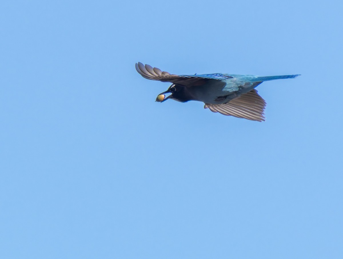 Steller's Jay (Southwest Interior) - ML646641690