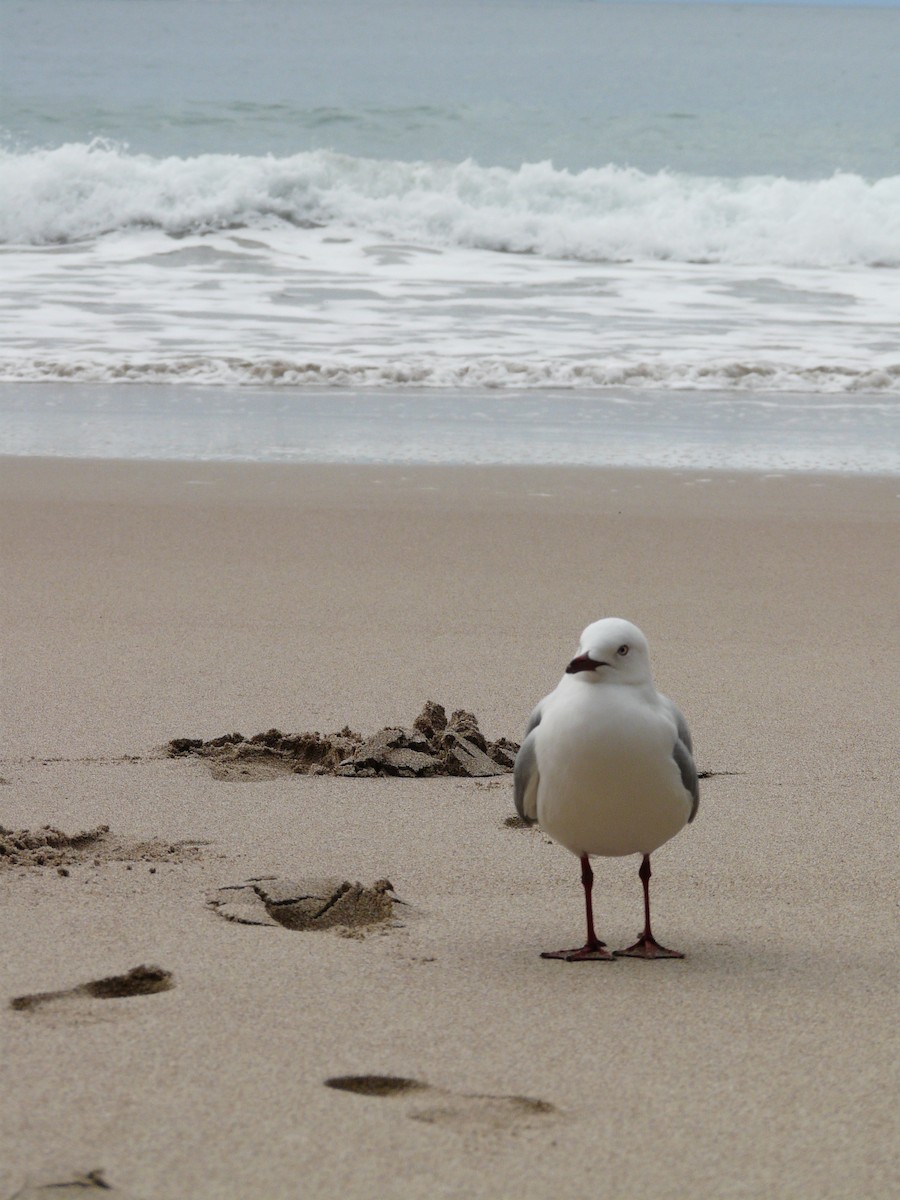 紐澳紅嘴鷗 - ML646641691