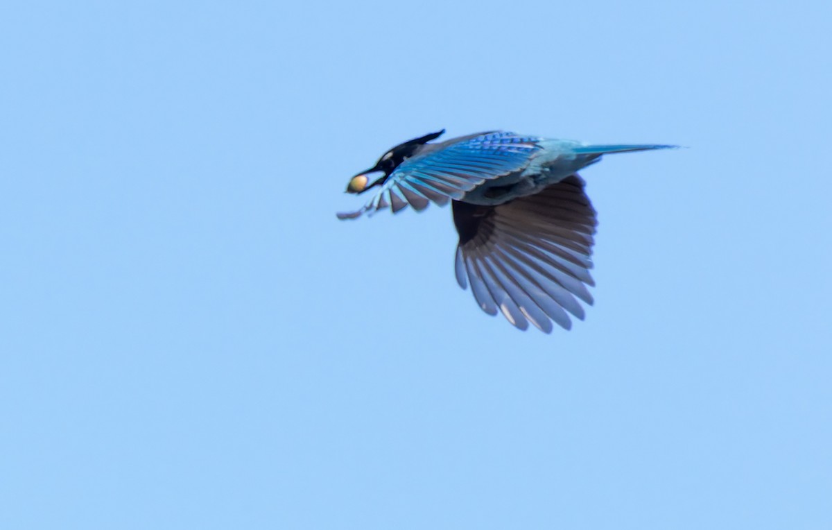 Steller's Jay (Southwest Interior) - ML646641693