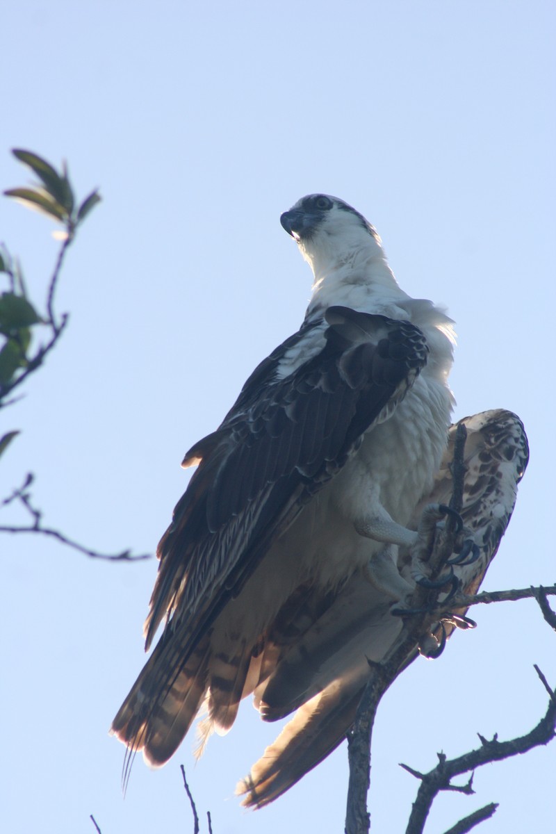 Osprey - ML646641697