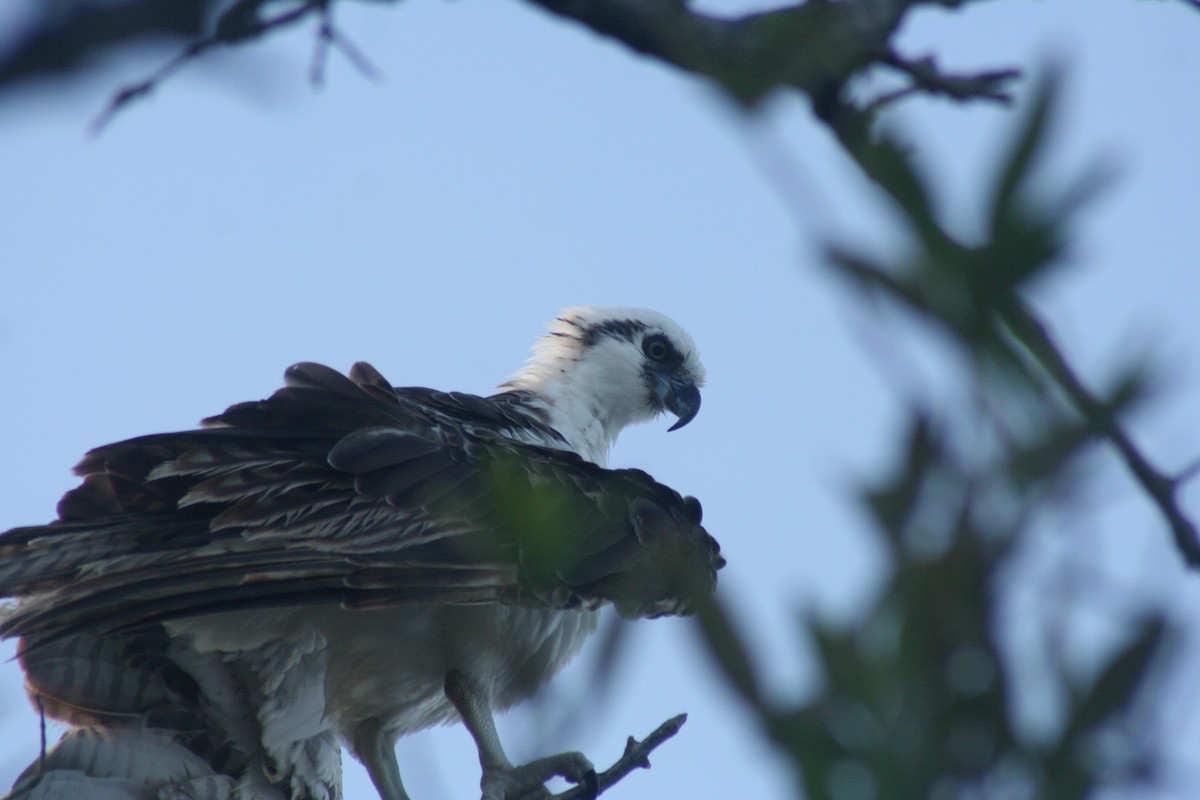 Osprey - ML646641698