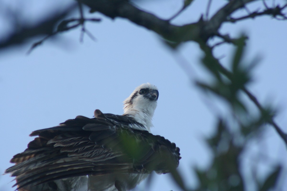 Osprey - ML646641699