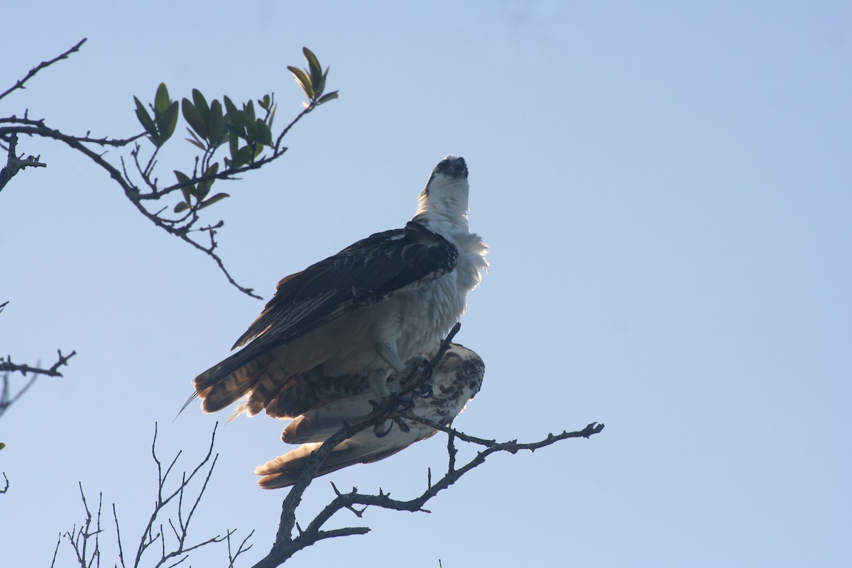 Osprey - ML646641700