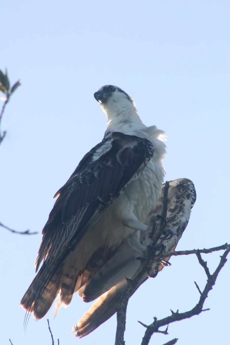 Osprey - ML646641701