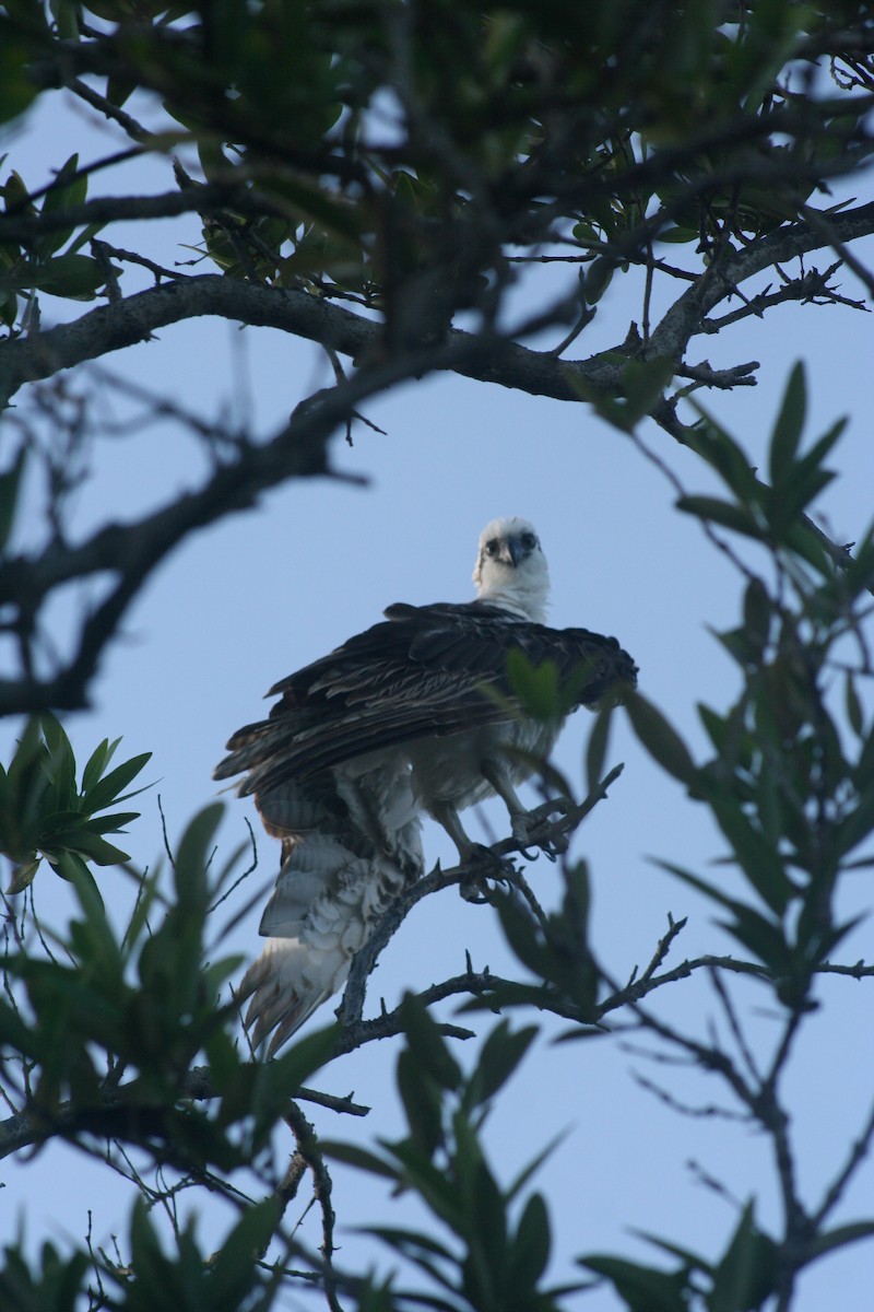 Osprey - ML646641702