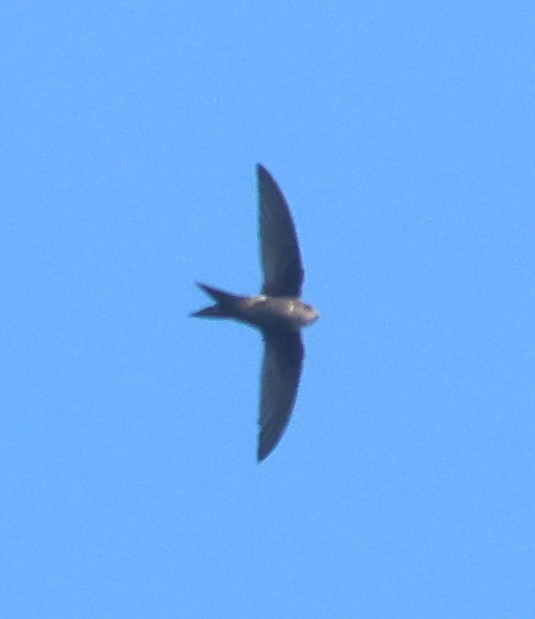 Blyth's Swift - ML646641714