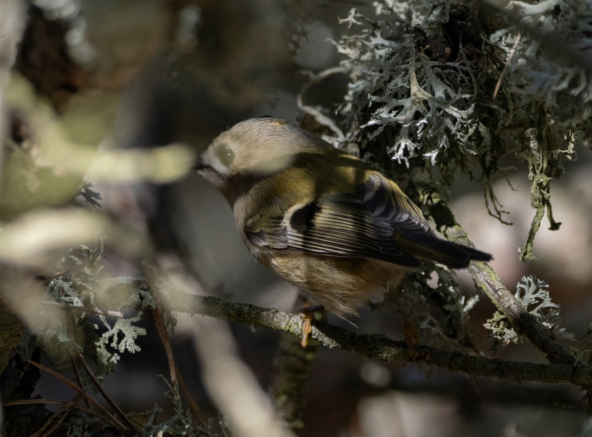 Goldcrest - ML646641716