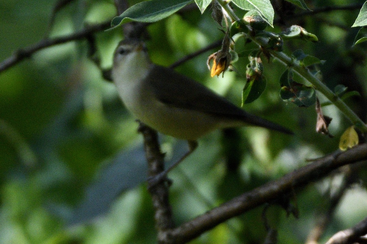 Buschrohrsänger - ML646641721