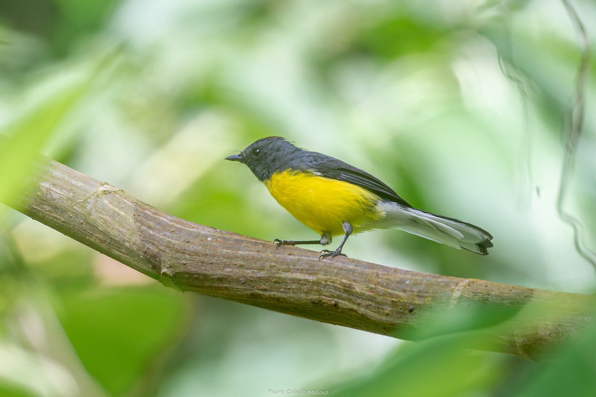 Kül Rengi Ötleğen - ML646641727