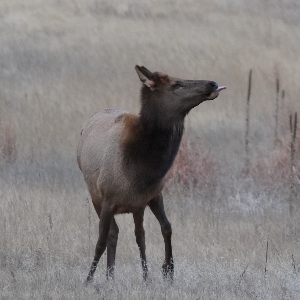 American Elk - ML646641729