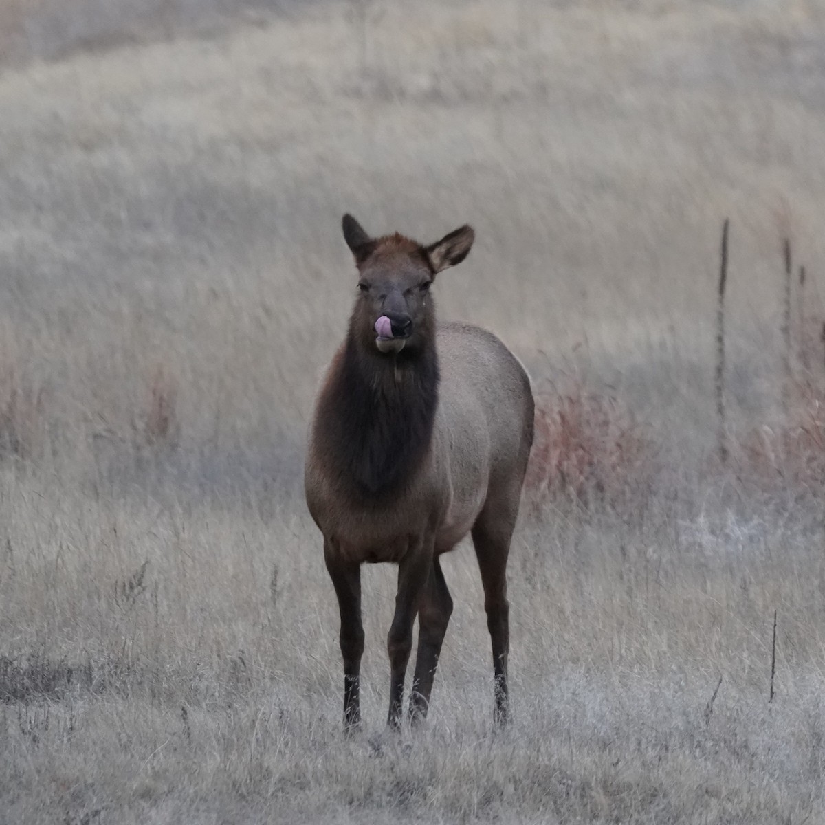 American Elk - ML646641730