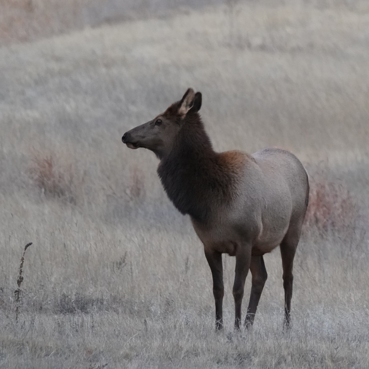American Elk - ML646641731