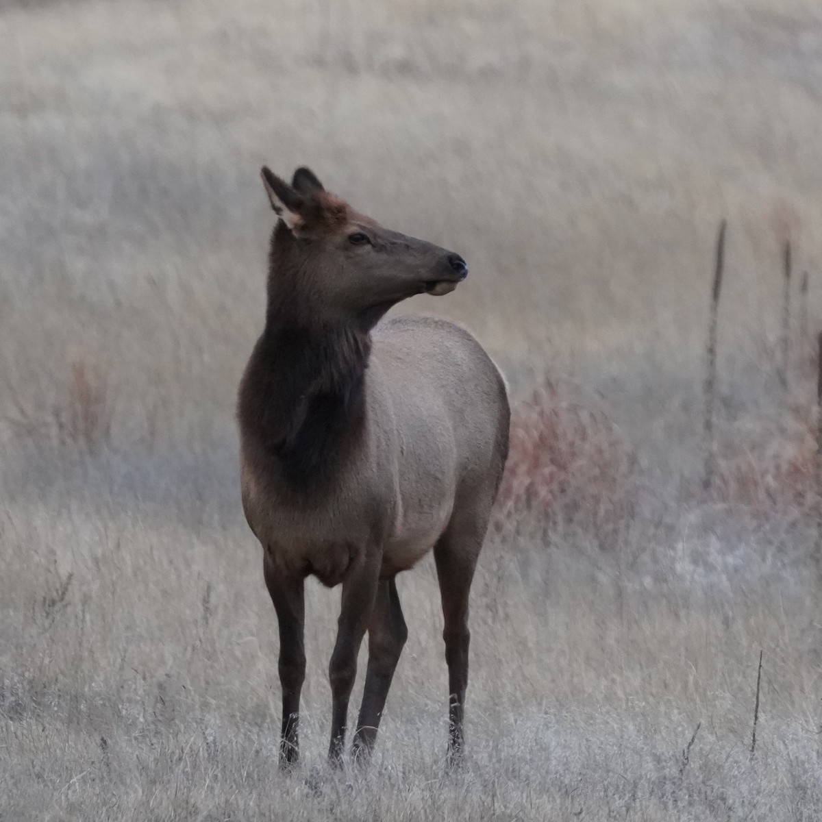 American Elk - ML646641732