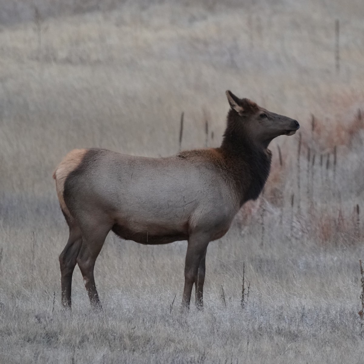 American Elk - ML646641734