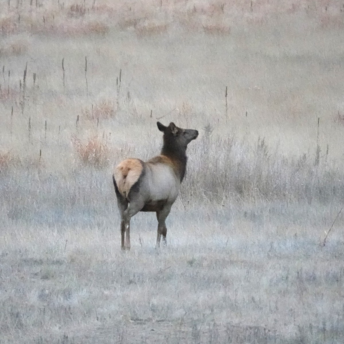 American Elk - ML646641735