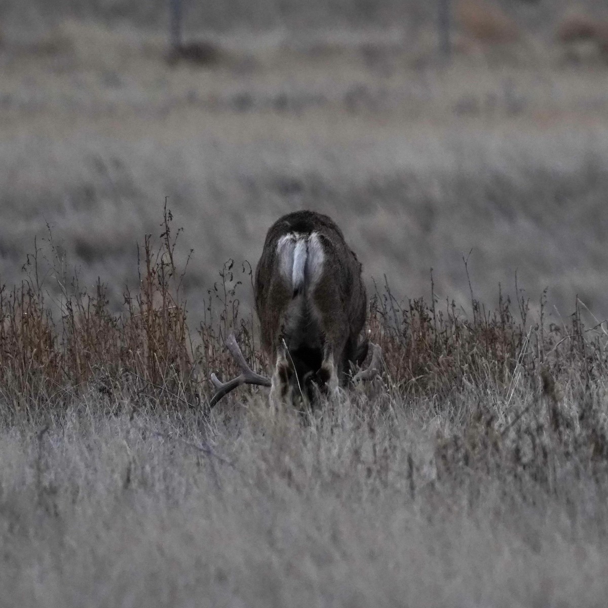 Mule Deer - ML646641736