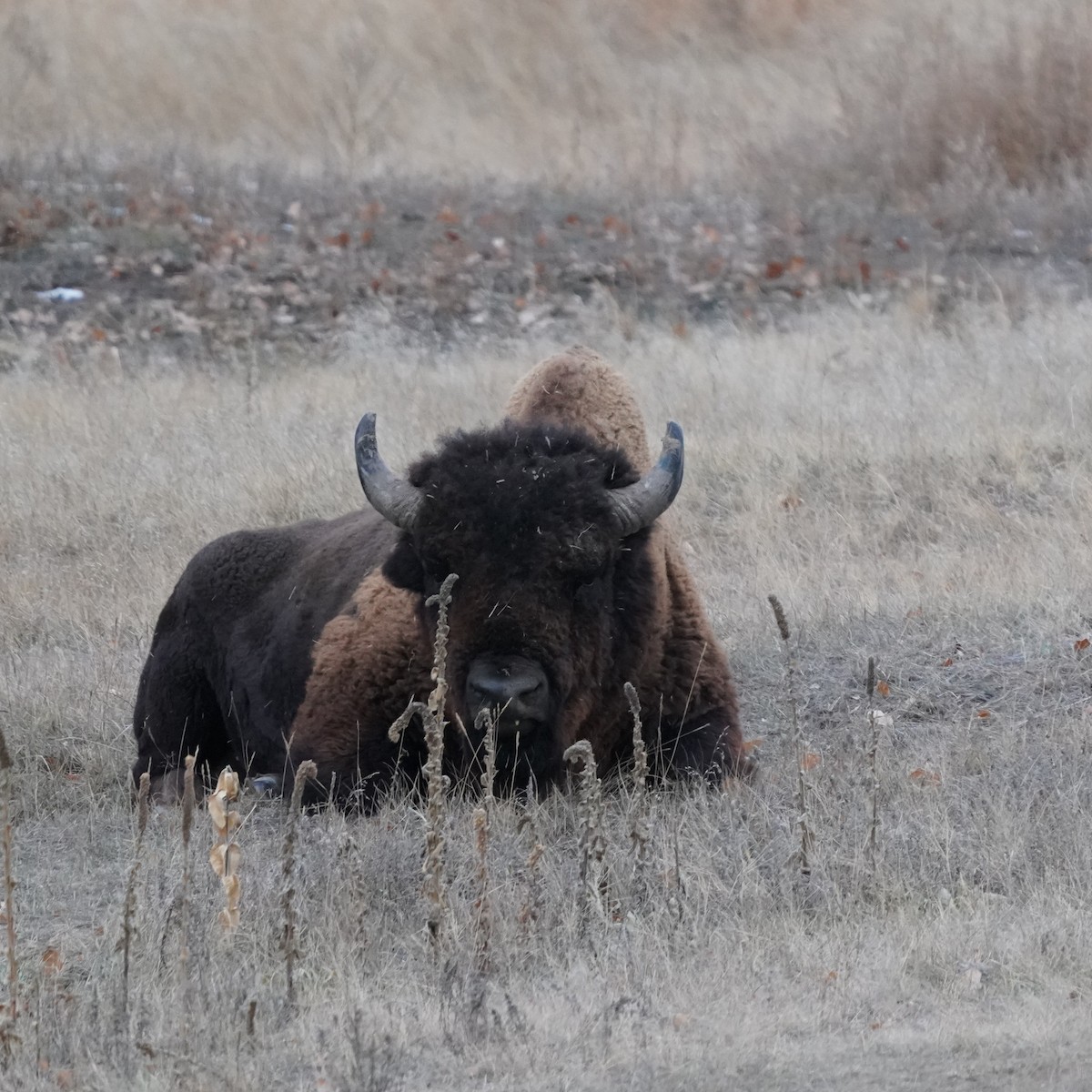 American Bison - ML646641737