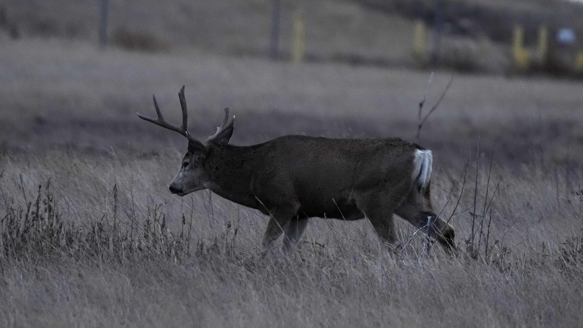 Mule Deer - ML646641738