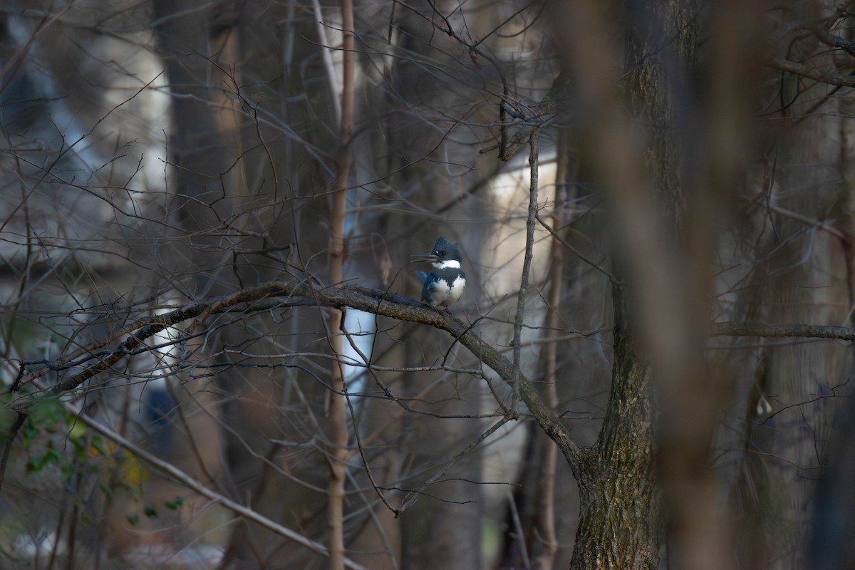 Belted Kingfisher - ML646641739