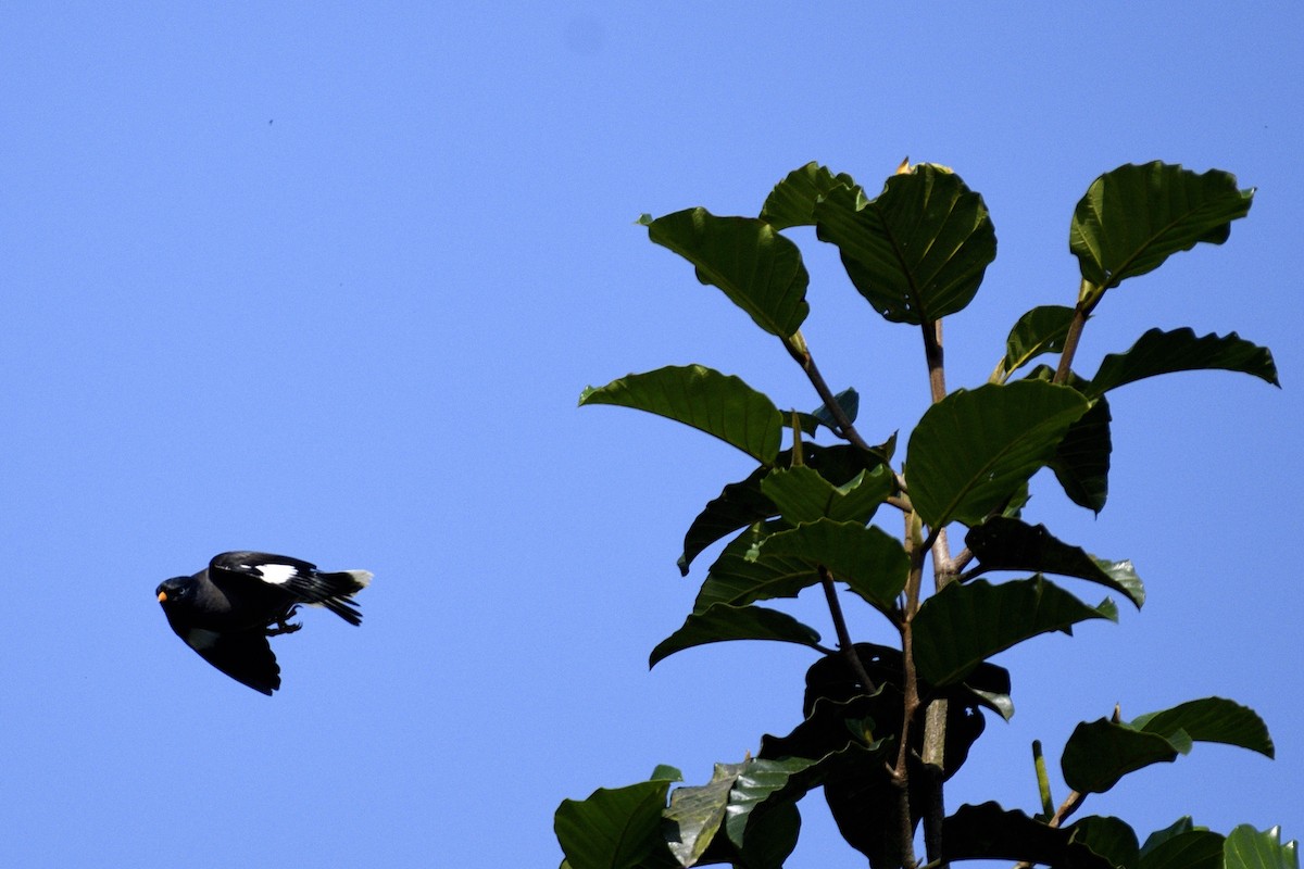 Dschungelmaina - ML646641743