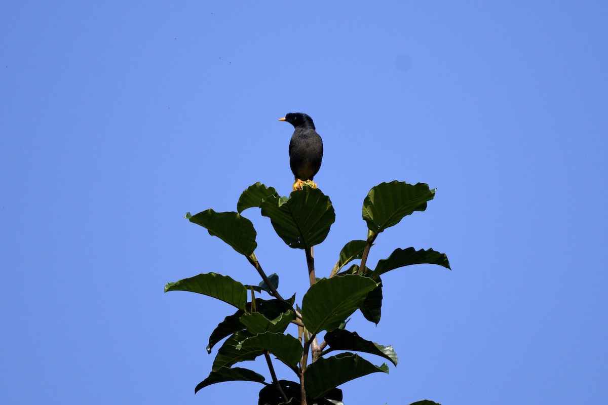 Dschungelmaina - ML646641744