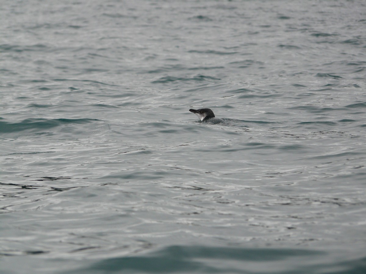 Little Penguin - ML646641746