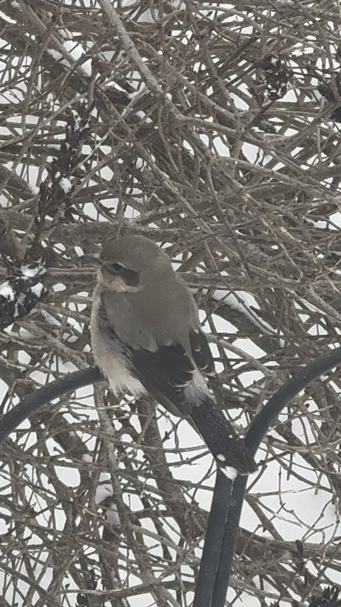 ťuhýk severní - ML646641750