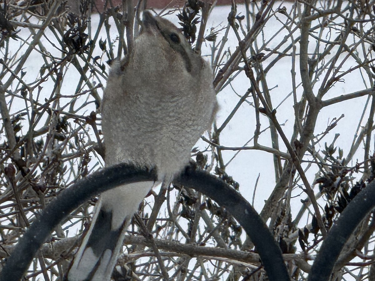 ťuhýk severní - ML646641751