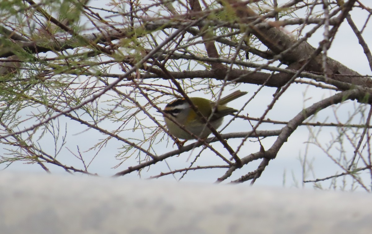 Common Firecrest - ML646641753
