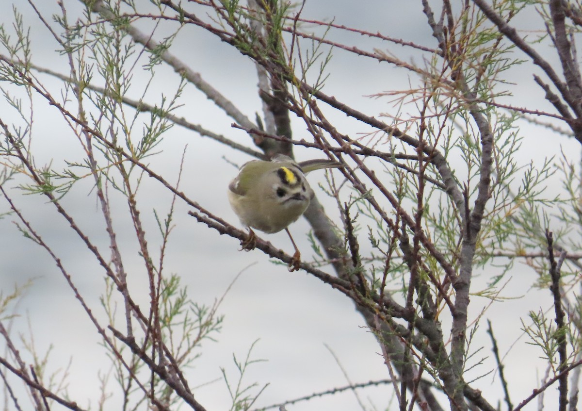 Goldcrest - ML646641758