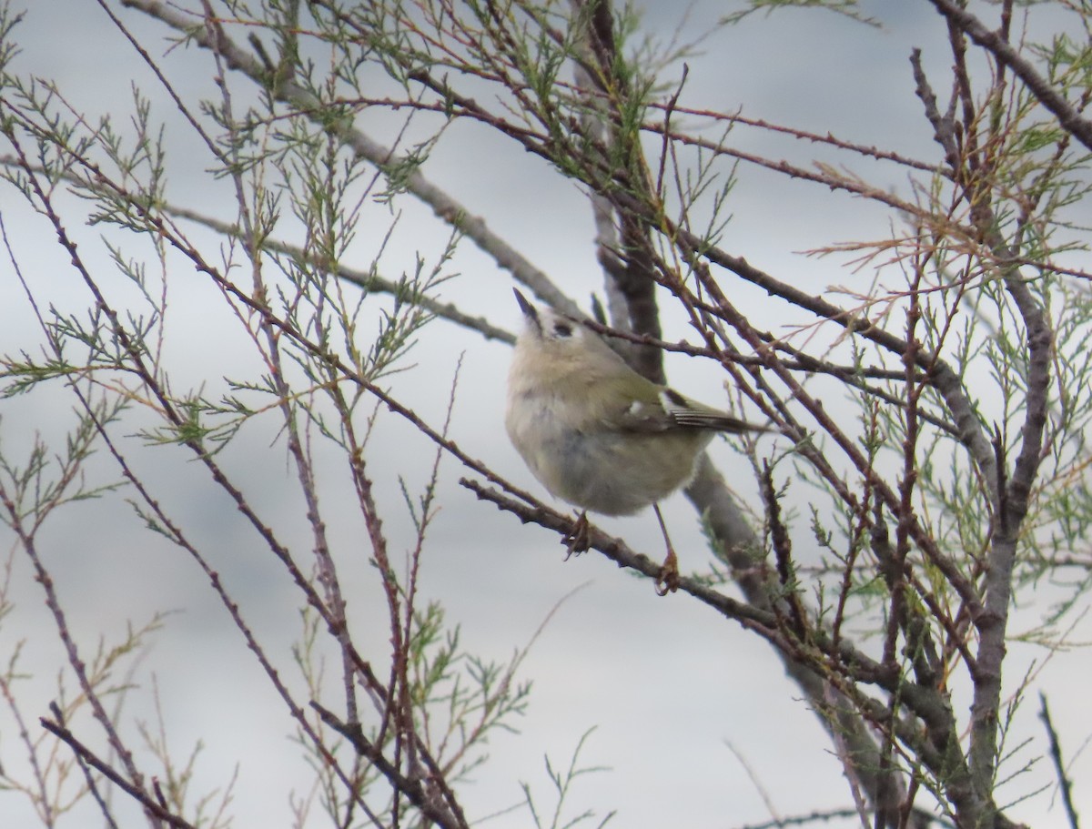 Goldcrest - ML646641759