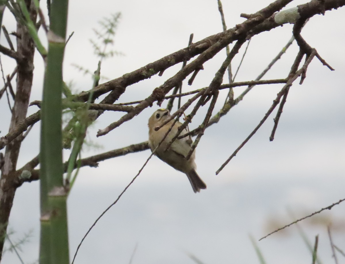 Goldcrest - ML646641760