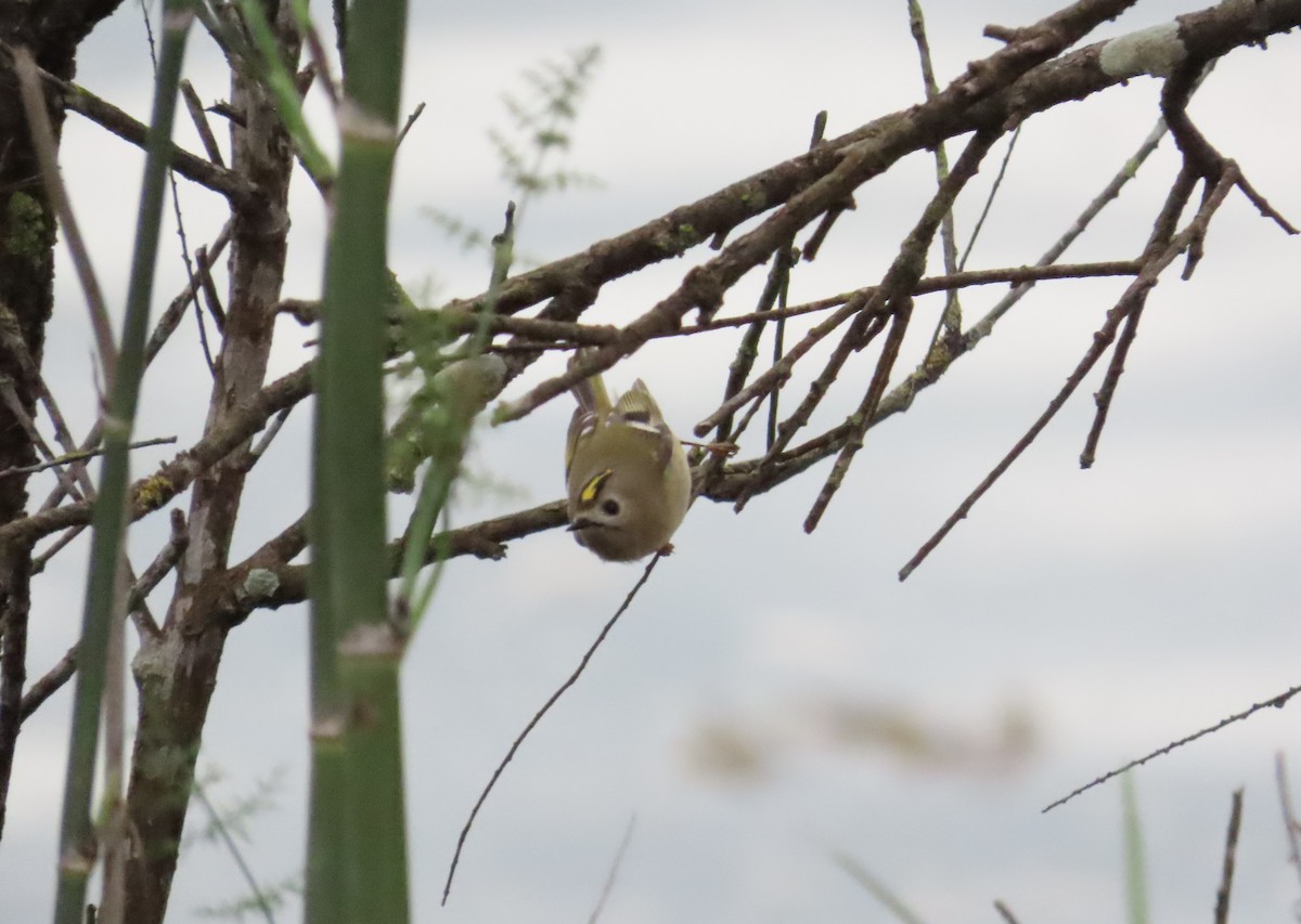 Goldcrest - ML646641761